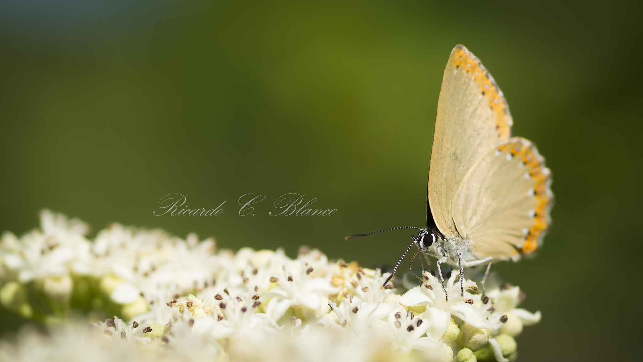 Sony SLT-A58 + Sigma AF 105mm F2.8 EX [DG] Macro sample photo. Mis macros.... photography