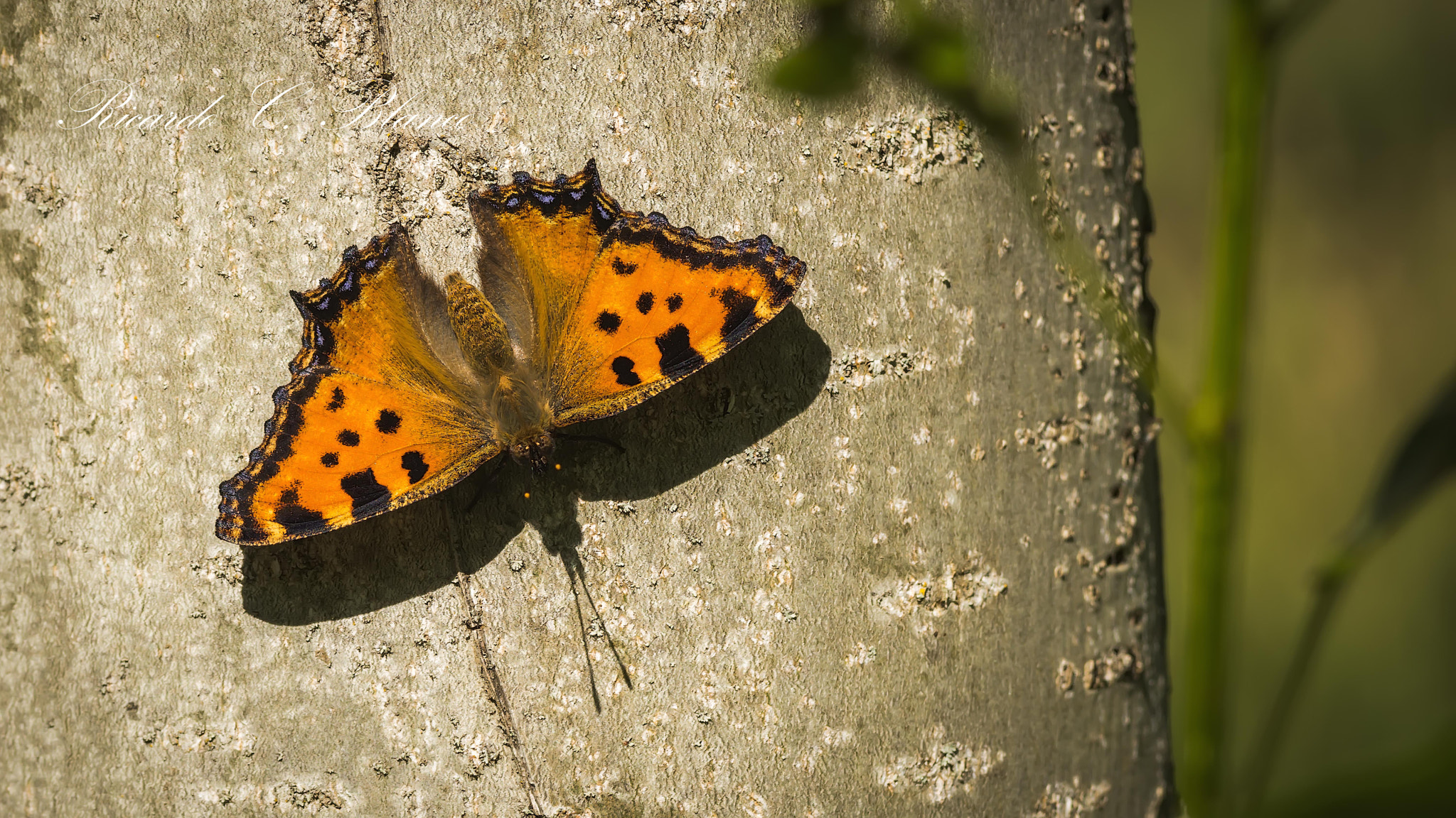 Sony SLT-A58 + Sigma AF 105mm F2.8 EX [DG] Macro sample photo. Mis macros.... photography