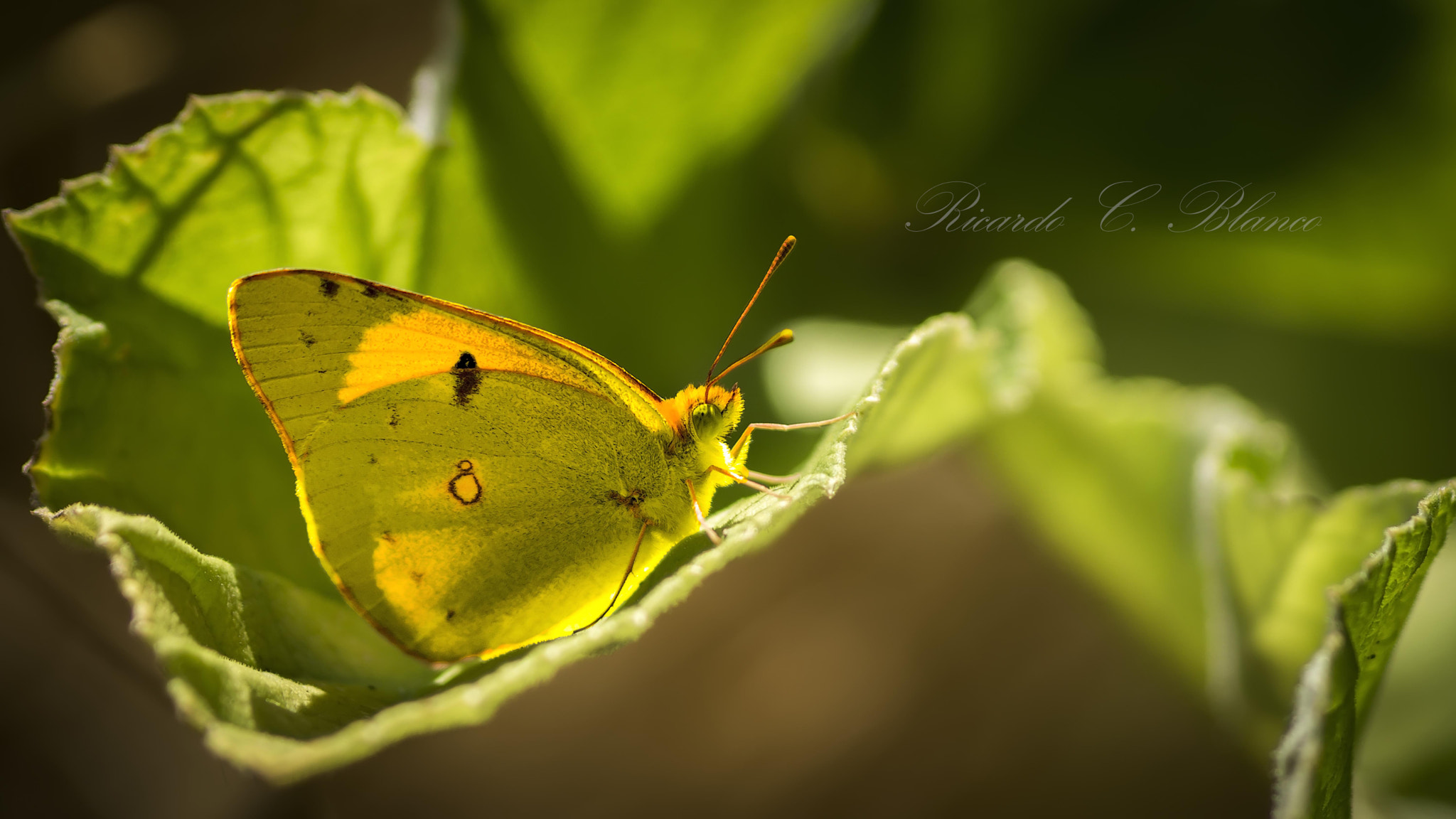 Sony SLT-A58 + Sigma AF 105mm F2.8 EX [DG] Macro sample photo. Mis macros.... photography