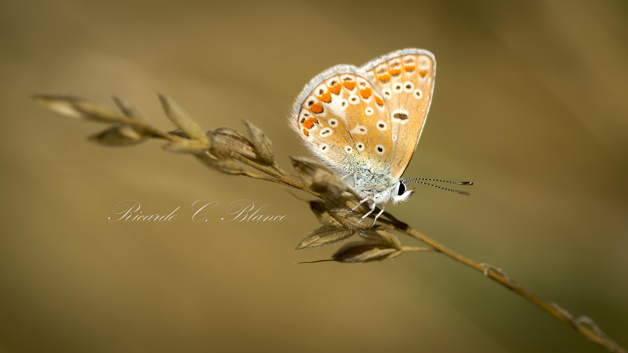 Sony SLT-A58 + Sigma AF 105mm F2.8 EX [DG] Macro sample photo. Mis macros.... photography