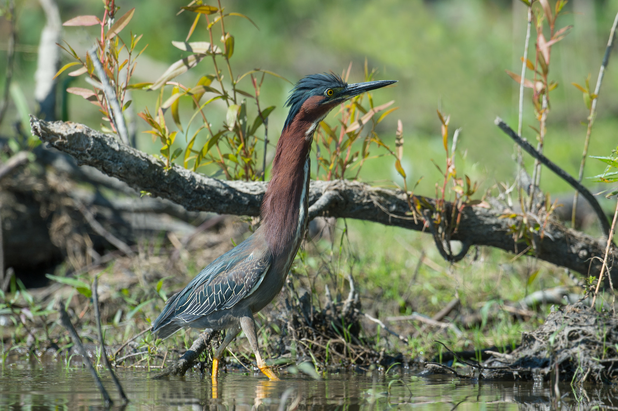 Nikon AF-S Nikkor 800mm F5.6E FL ED VR sample photo. Heron vert, butorides virescens, green heron photography