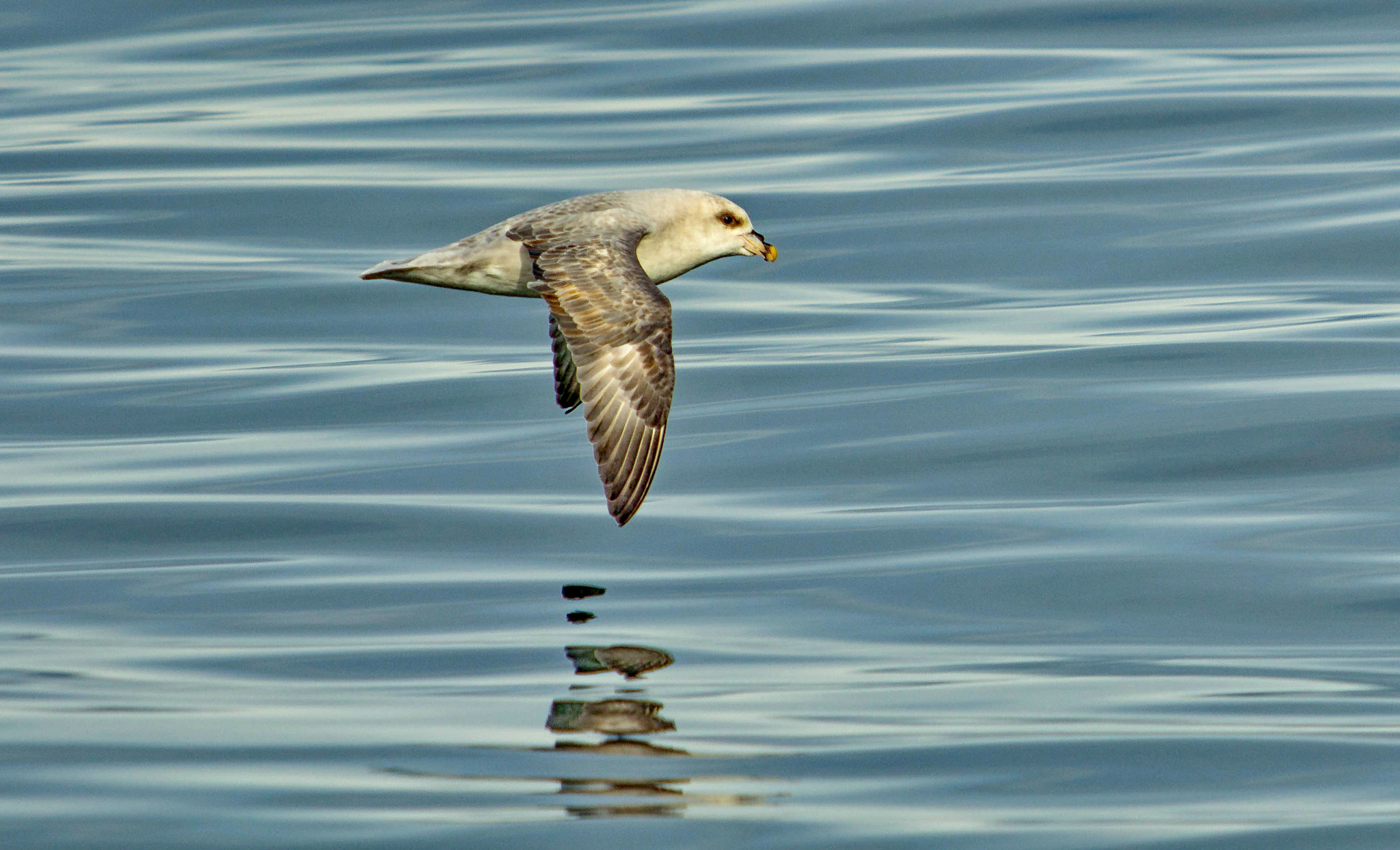 Canon EF 70-200mm F2.8L USM sample photo. Fulmar photography