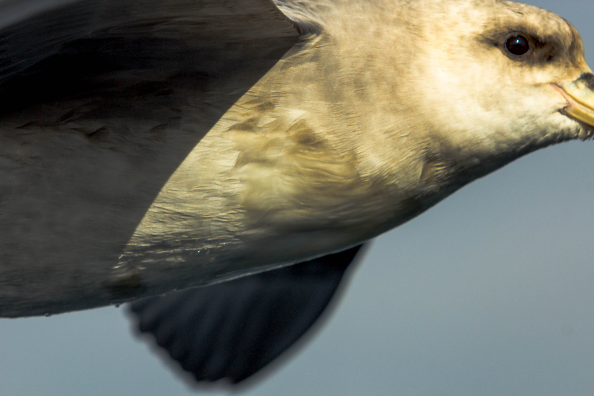 Canon EF 70-200mm F2.8L USM sample photo. Filar eye photography