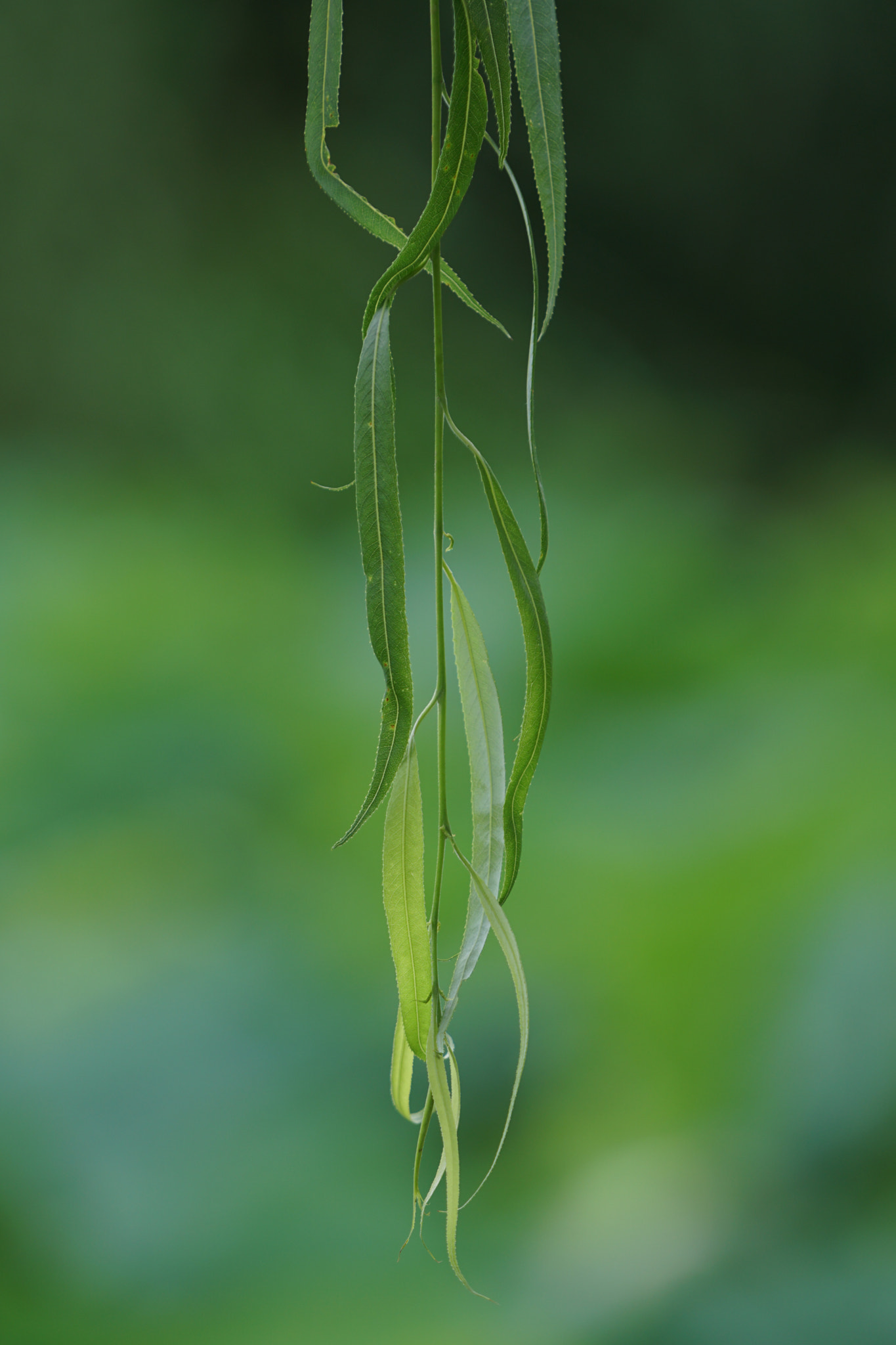 Sony a6300 + Sony FE 70-200mm F4 G OSS sample photo. Willow photography