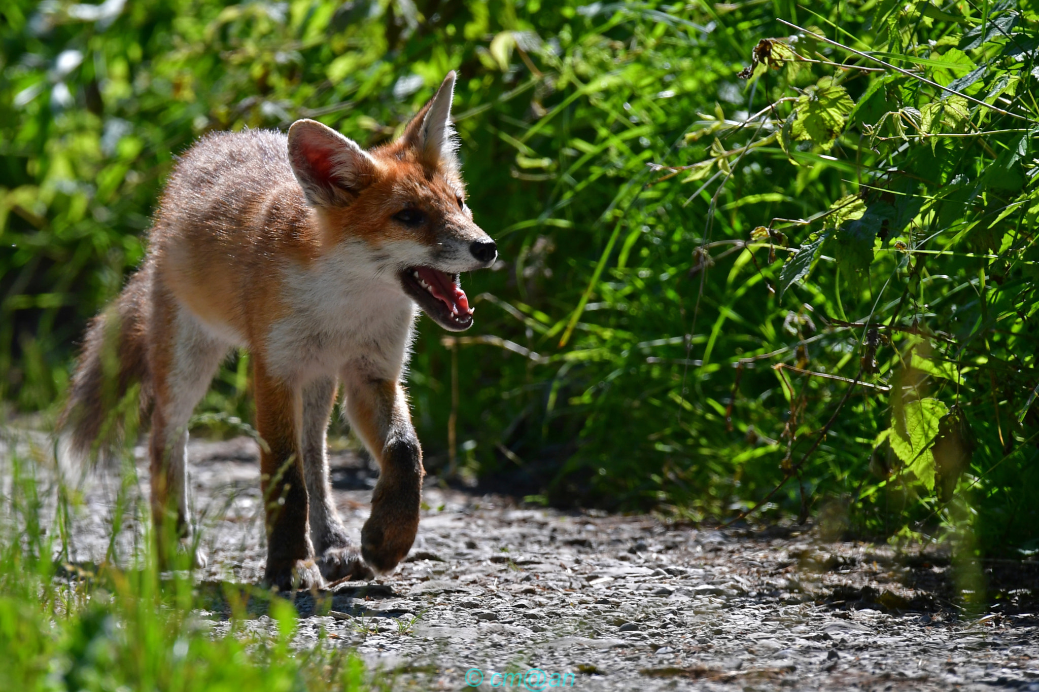 Sigma 150-600mm F5-6.3 DG OS HSM | S sample photo. Renardeau / young fox / junger fuchs photography