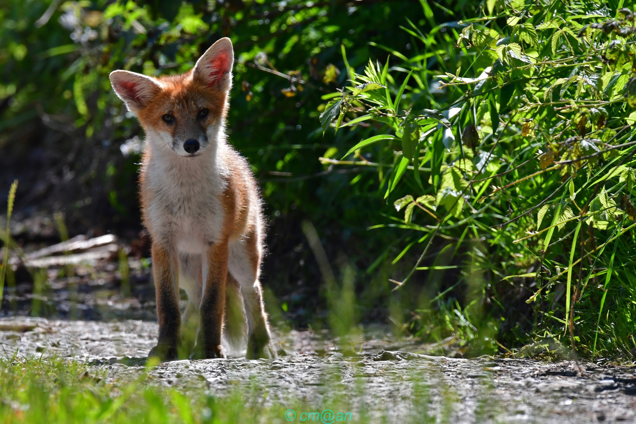 Sigma 150-600mm F5-6.3 DG OS HSM | S sample photo. Renardeau / young fox / junger fuchs photography