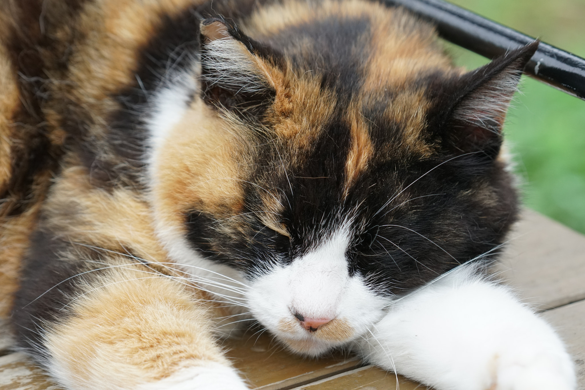 Sony a6300 + Sony FE 70-200mm F4 G OSS sample photo. Sleepy photography