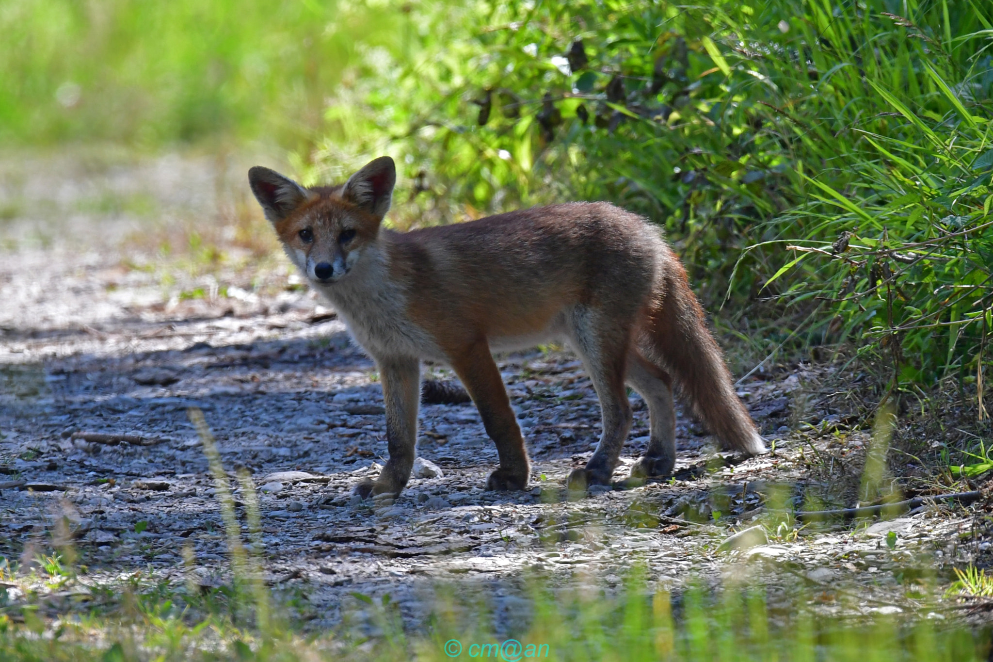 Sigma 150-600mm F5-6.3 DG OS HSM | S sample photo. Renardeau / young fox / junger fuchs photography
