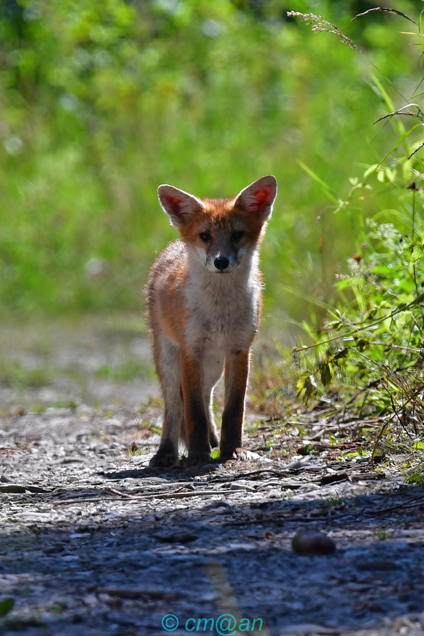 Sigma 150-600mm F5-6.3 DG OS HSM | S sample photo. Renardeau / young fox / junger fuchs photography