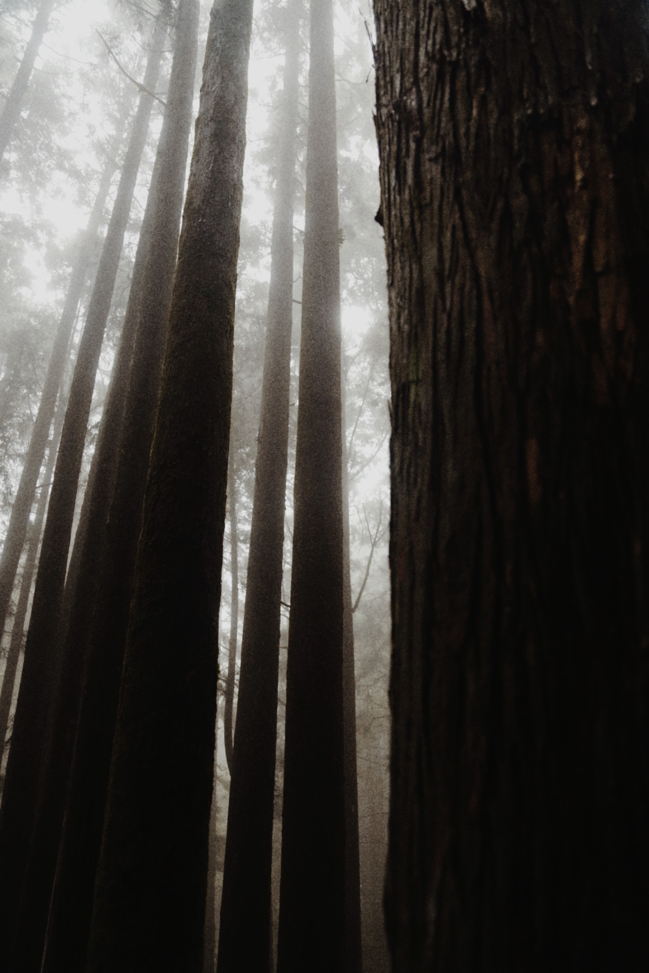 Canon EF 24-105mm F4L IS USM sample photo. The tree is breathing~~~ photography