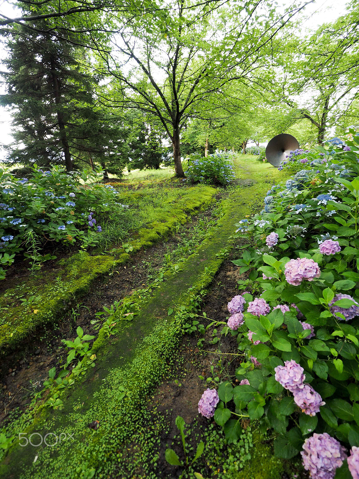 Olympus OM-D E-M1 + OLYMPUS M.9-18mm F4.0-5.6 sample photo. Hydrangea 2 photography