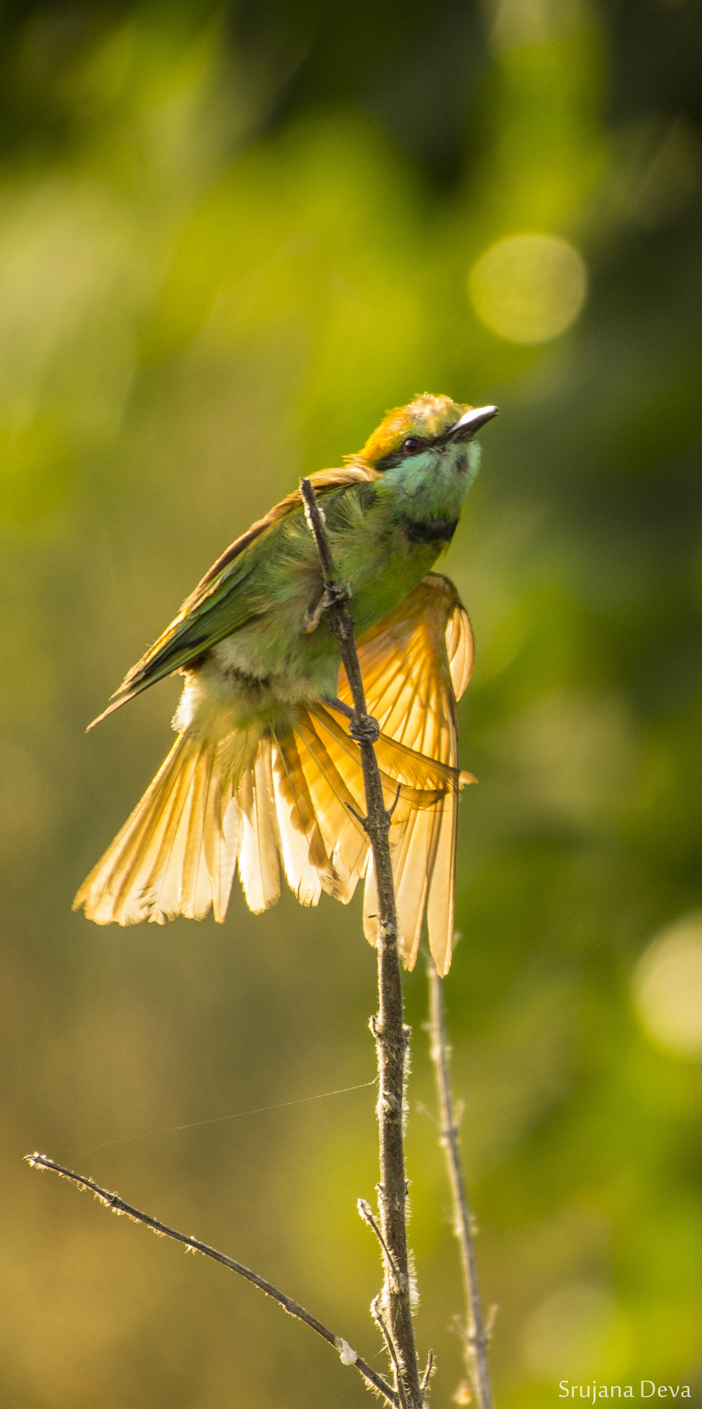 Nikon AF-S Nikkor 200-500mm F5.6E ED VR sample photo. The itch photography