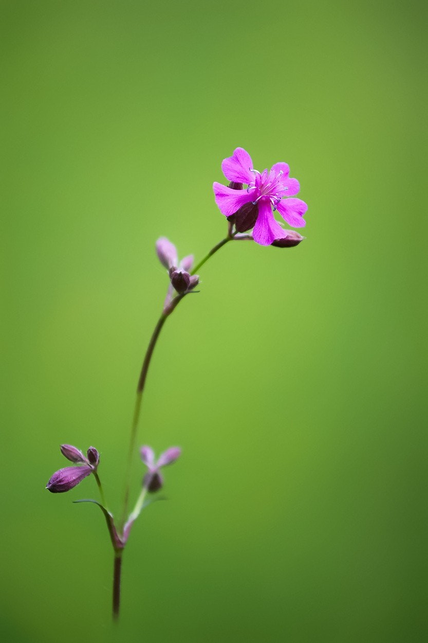 Sony Alpha DSLR-A850 + Minolta AF 70-210mm F4 Macro sample photo. Simple pink photography