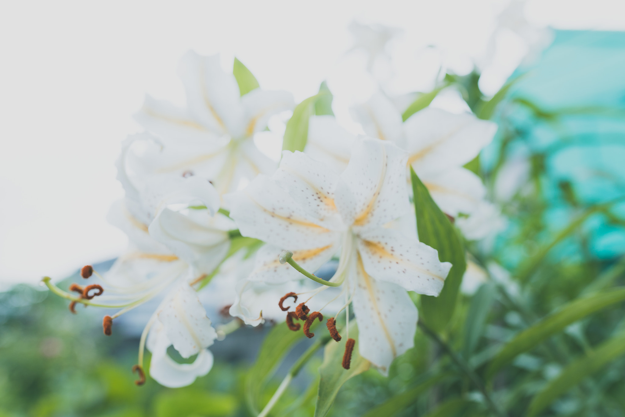 Canon EF 35mm F1.4L II USM sample photo. White lily photography