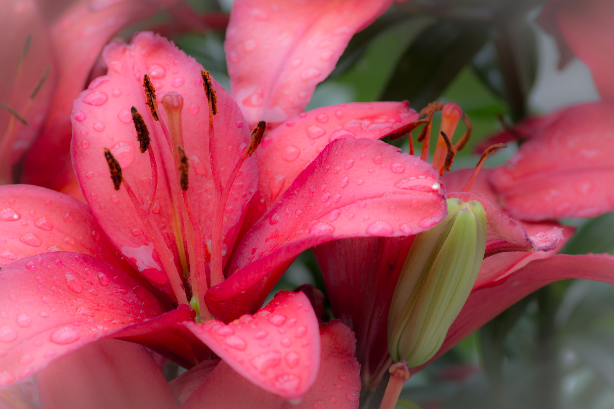 Tokina AT-X Pro 100mm F2.8 Macro sample photo. Lillies 2 photography