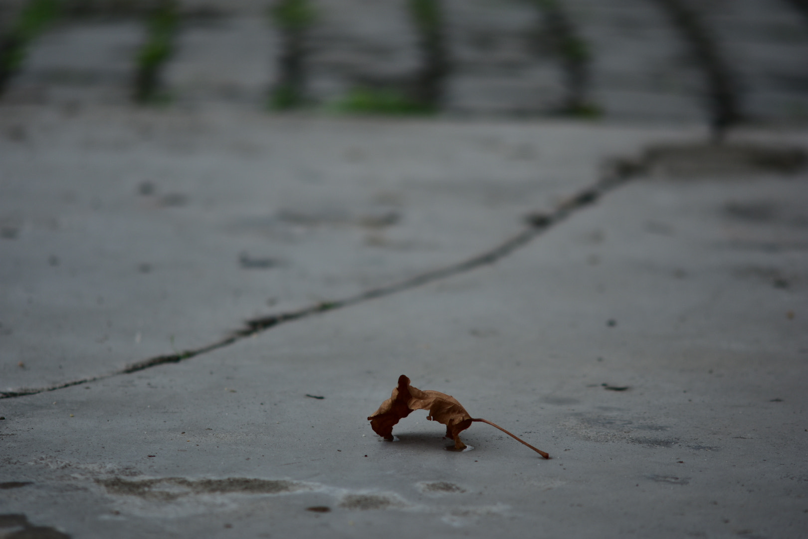 Manual Lens No CPU sample photo. 落叶 photography