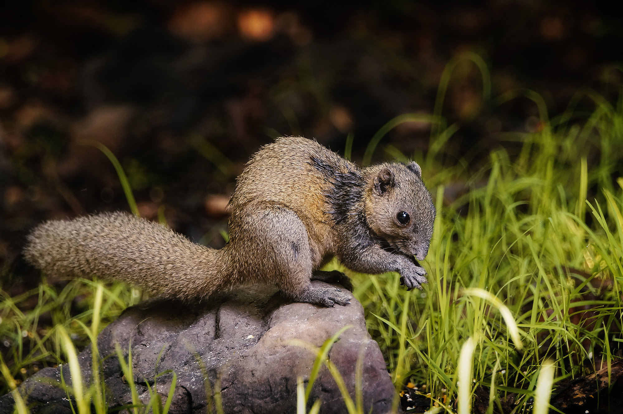 Sony SLT-A57 + Sony 70-400mm F4-5.6 G SSM sample photo. Gray-bellied squirrel photography