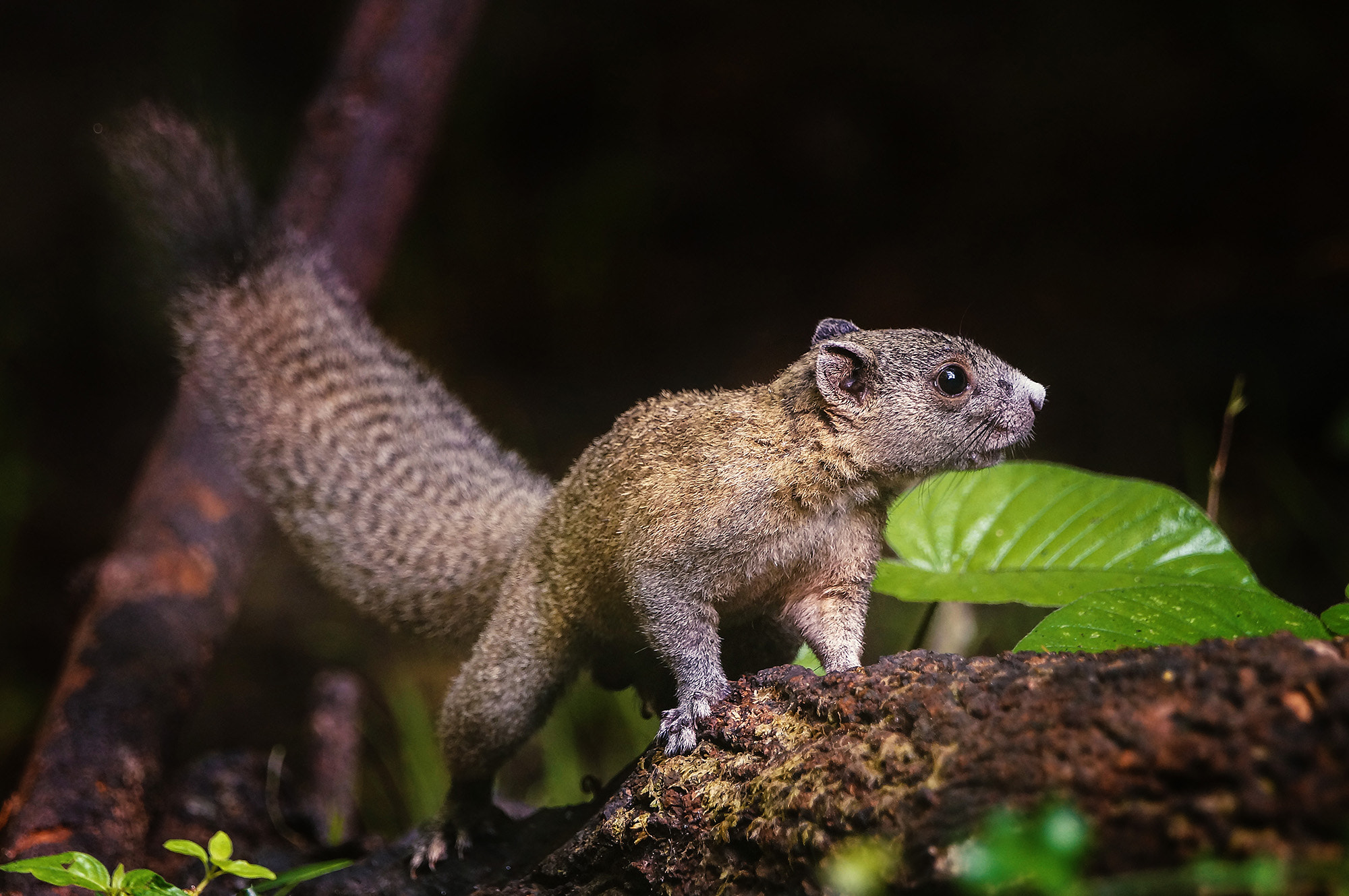 Sony SLT-A57 + Sony 70-400mm F4-5.6 G SSM sample photo. Gray-bellied squirrel photography