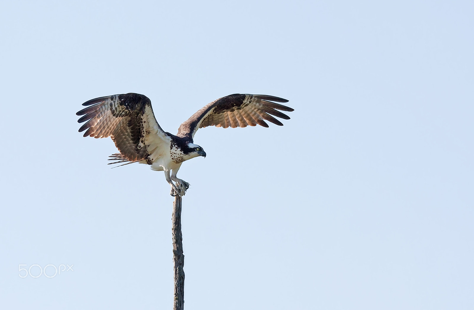 Canon EOS 40D + Canon EF 300mm F2.8L IS USM sample photo. Balancing act - osprey photography