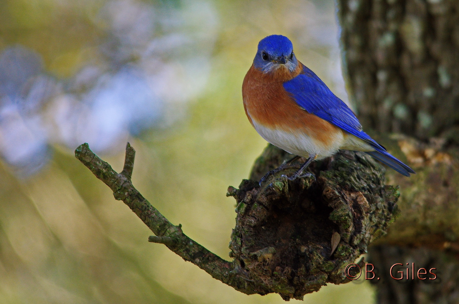 Sigma 150-500mm F5-6.3 DG OS HSM sample photo. Eastern bluebird photography