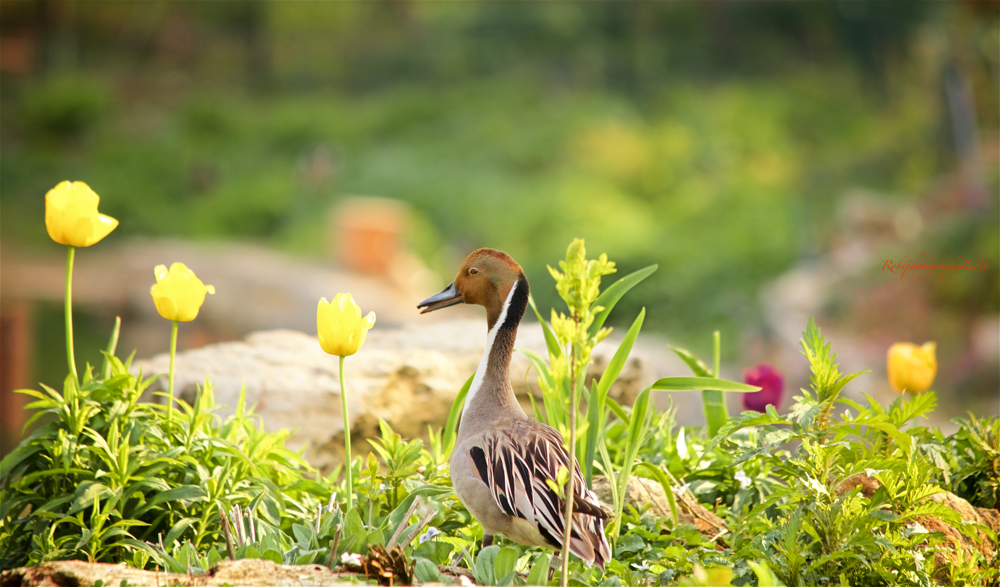 Canon EF 70-300mm F4-5.6 IS USM sample photo. The northern pintail photography