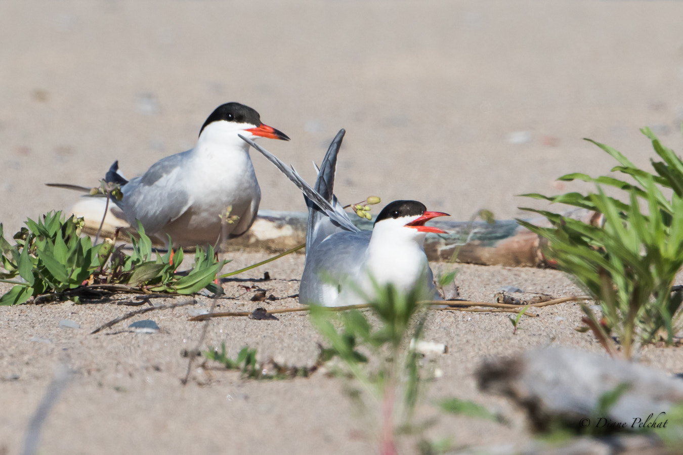 Canon EF 300mm F2.8L IS II USM sample photo. Common tern in the nest photography