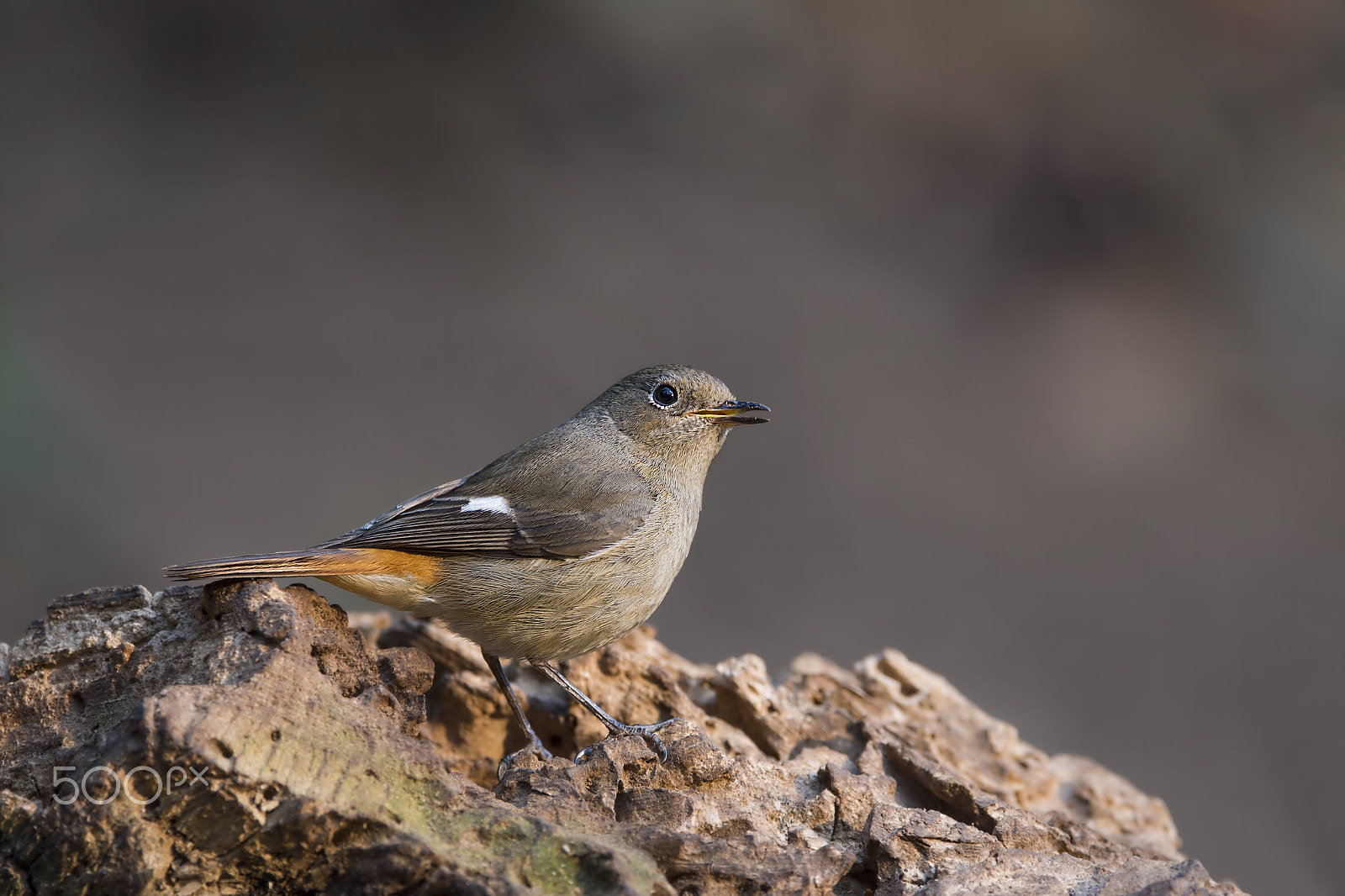 Nikon AF-S Nikkor 600mm F4E FL ED VR sample photo. Durian redstart (f) photography