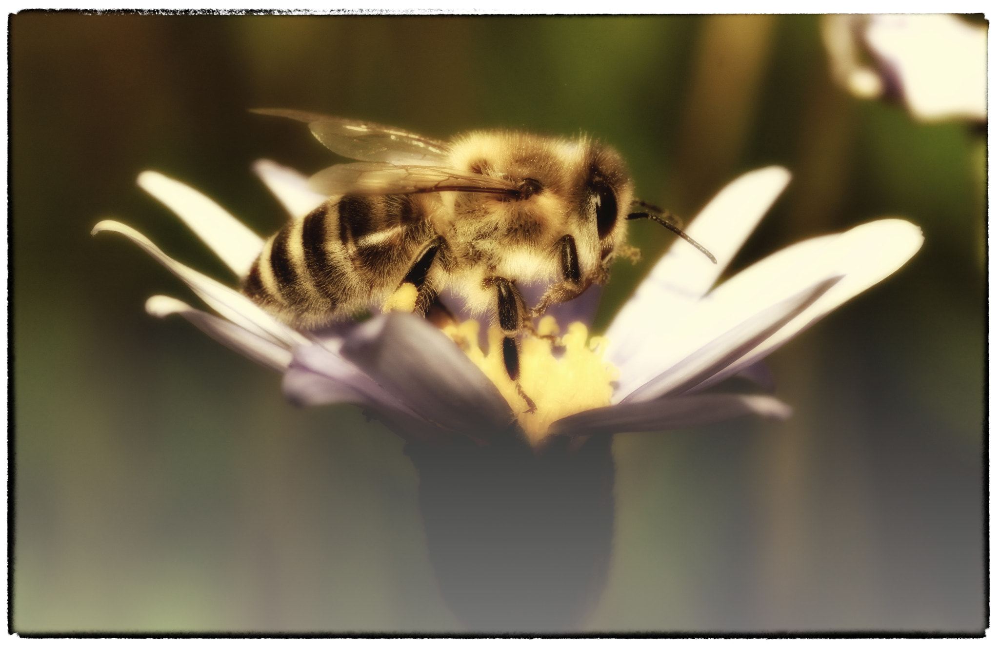 Sigma 105mm F2.8 EX DG OS HSM sample photo. Immer fleißig photography