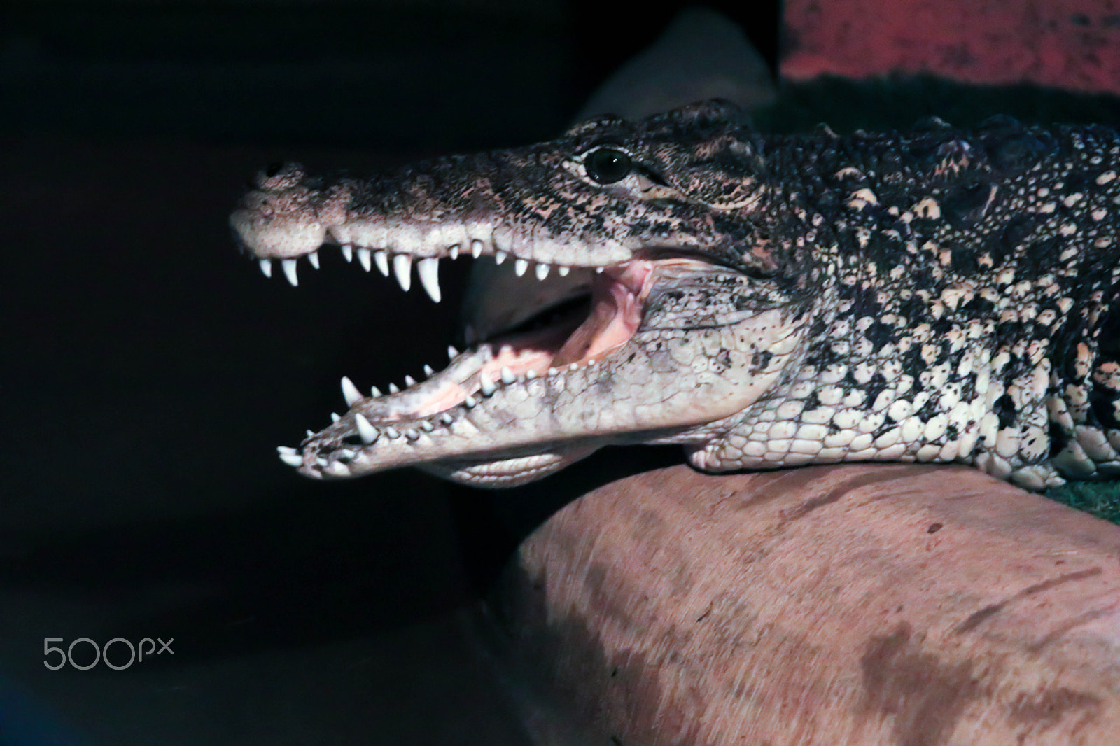 Canon EF 28-300mm F3.5-5.6L IS USM sample photo. Alligator photography