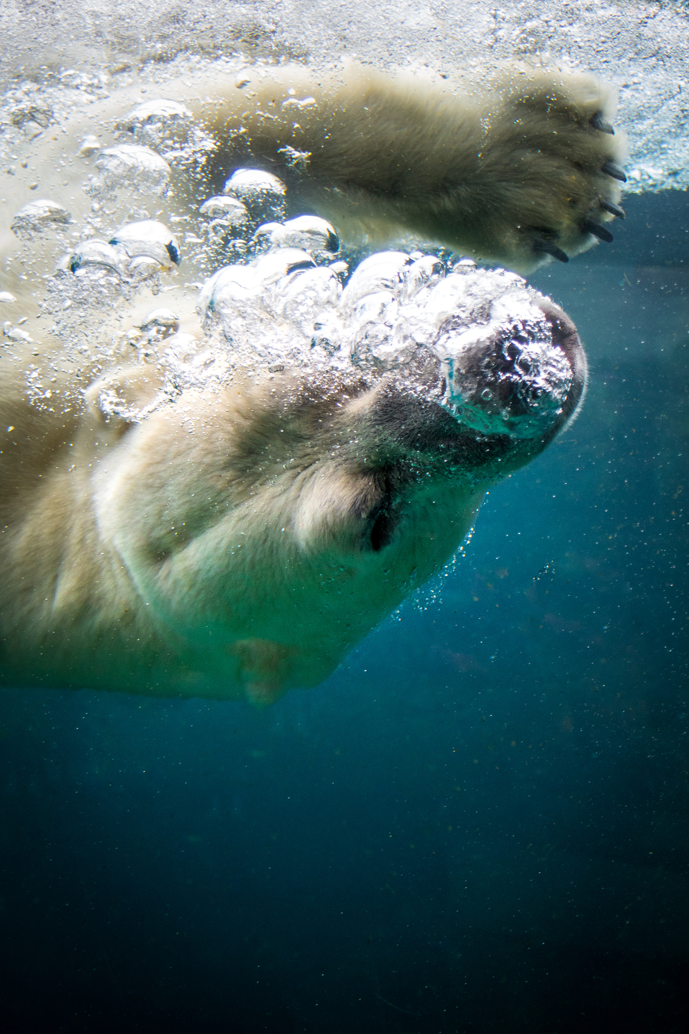 Sigma 17-70mm F2.8-4 DC Macro OS HSM sample photo. Polar bear photography