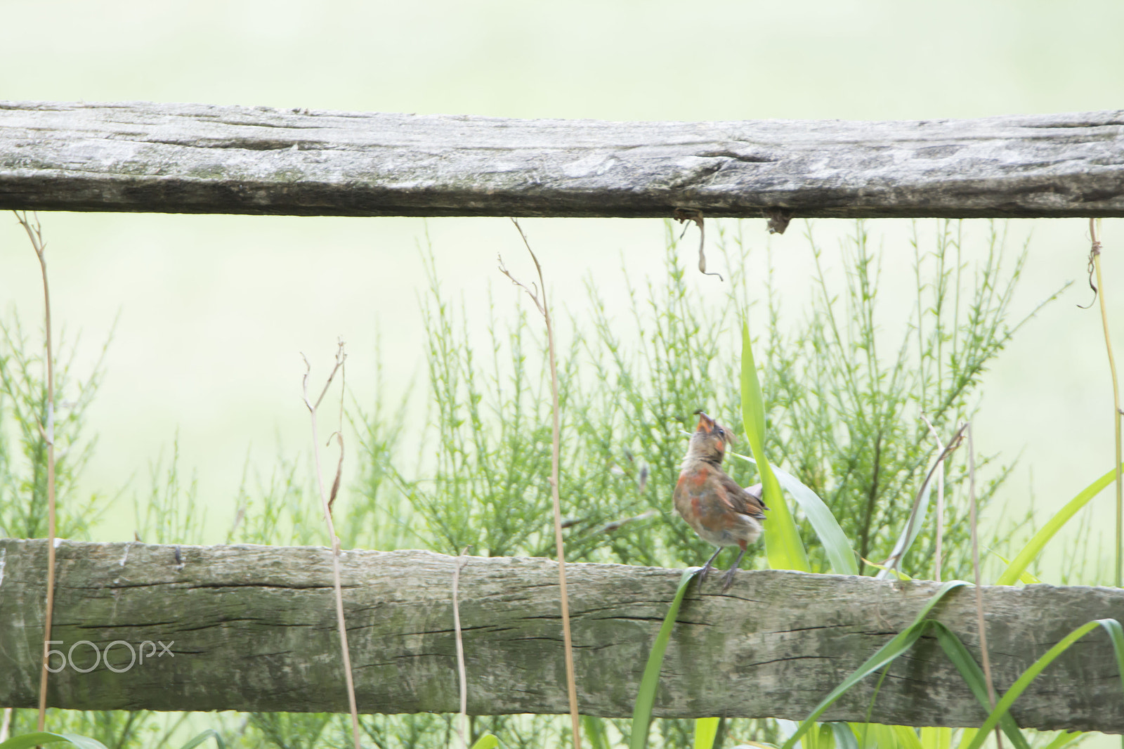 Sony SLT-A77 + Tamron SP 150-600mm F5-6.3 Di VC USD sample photo. Orig photography