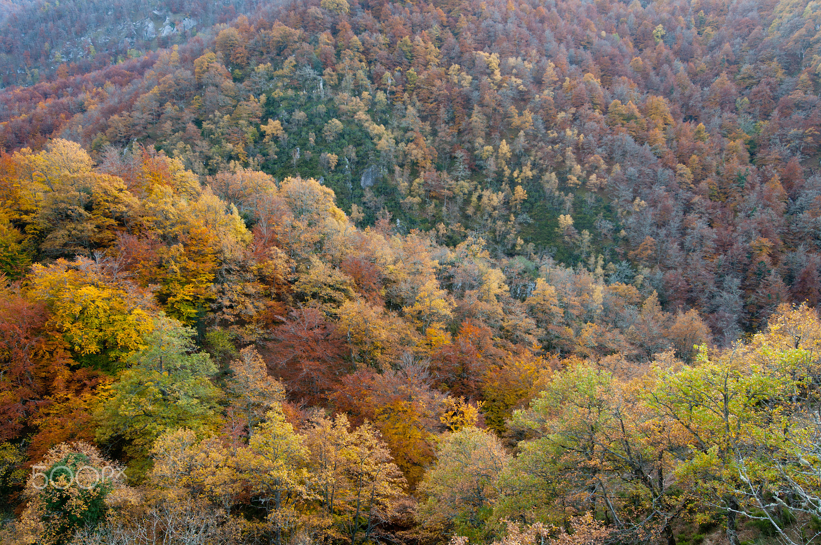 Nikon D300S sample photo. Otoño photography