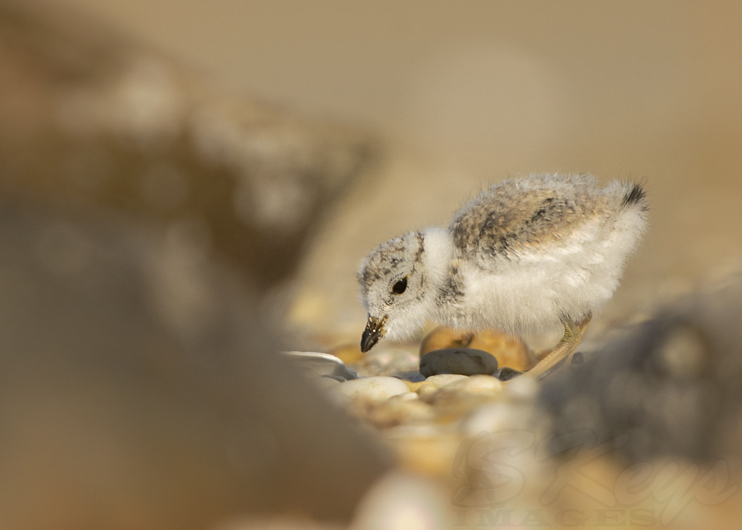 Nikon D7200 + Sigma 500mm F4.5 EX DG HSM sample photo. Framed (piping plover chick) photography