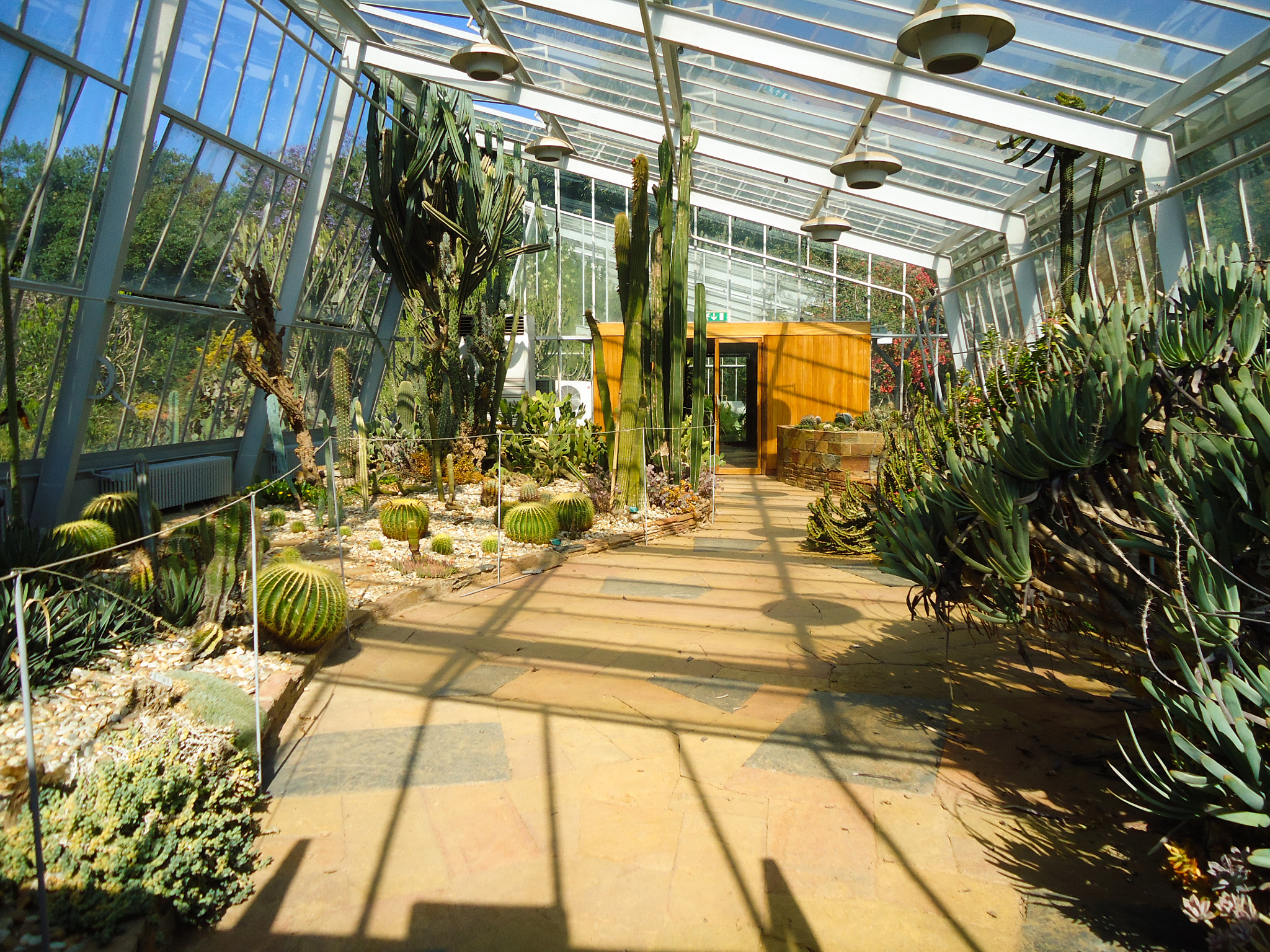 Sony Cyber-shot DSC-W330 sample photo. Cactus farm photography