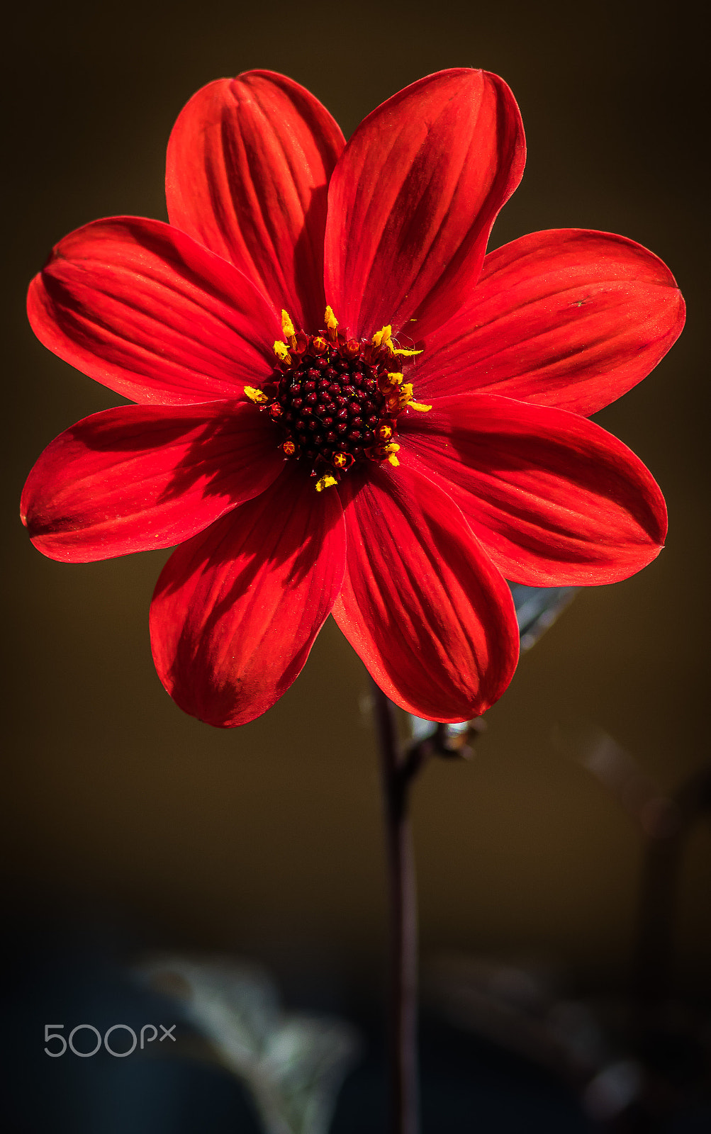 Canon EOS 7D Mark II + Tamron SP AF 90mm F2.8 Di Macro sample photo. Small flower (of ) photography