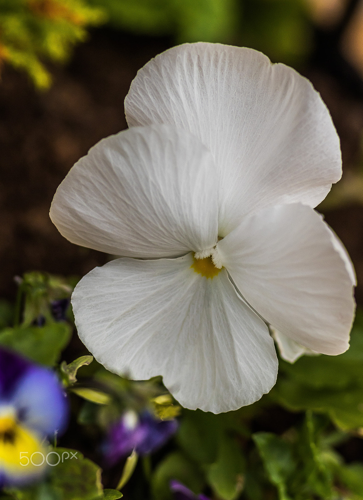 Canon EOS 7D Mark II + Tamron SP AF 90mm F2.8 Di Macro sample photo. Small flower (of ) photography