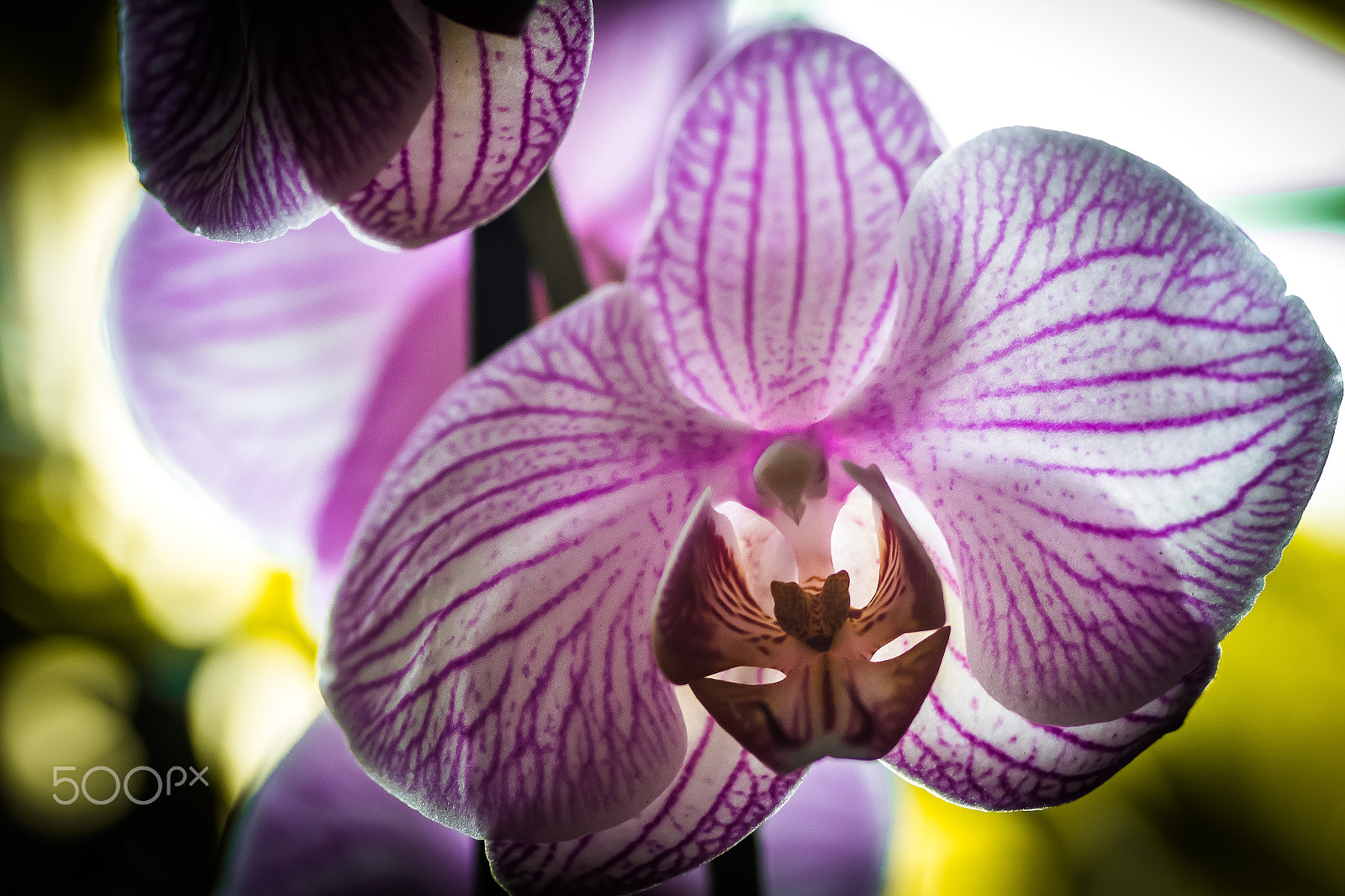 Canon EOS 7D Mark II + Tamron SP AF 90mm F2.8 Di Macro sample photo. Small flower (of ) photography