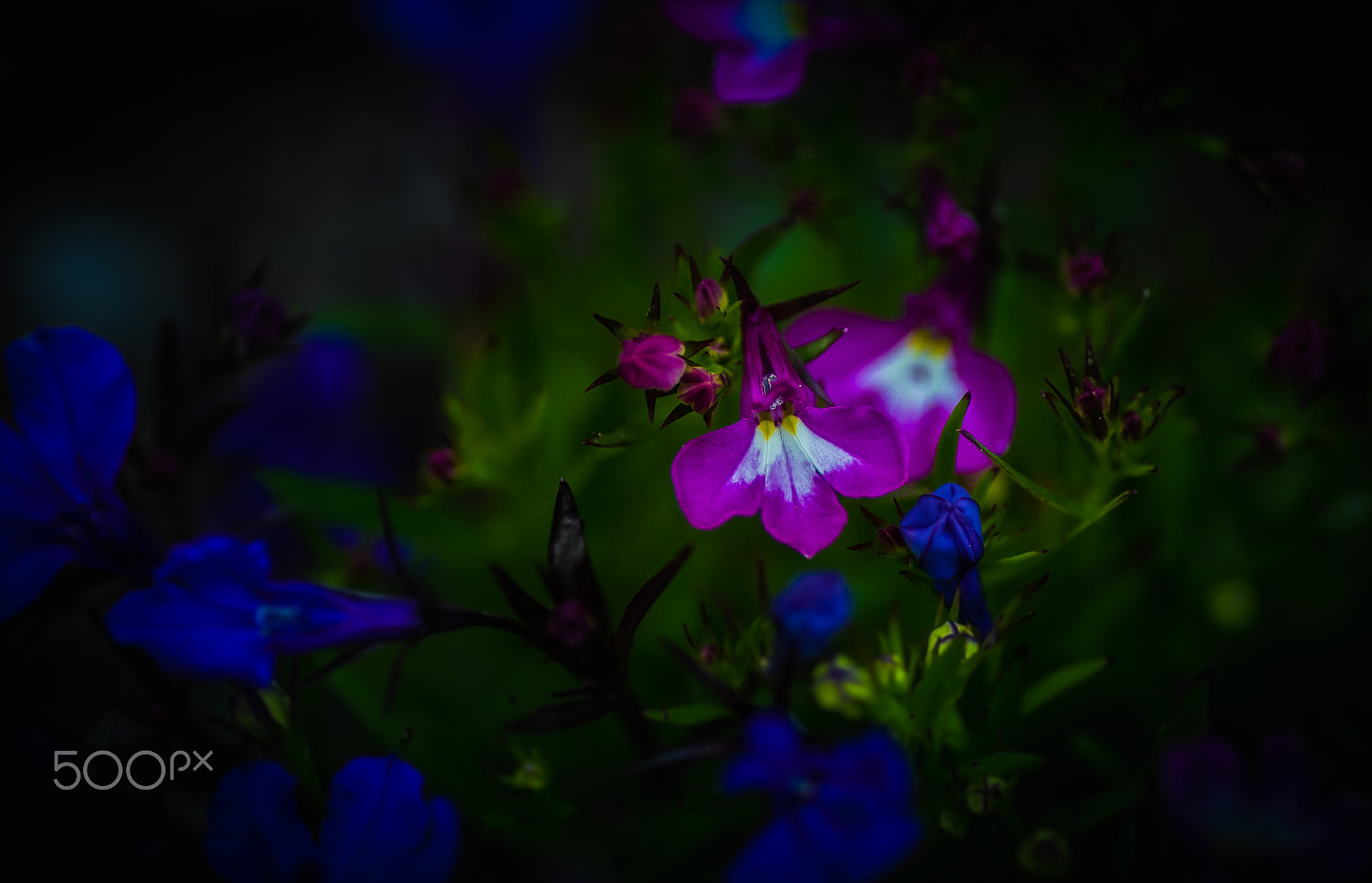 Canon EOS 7D Mark II + Tamron SP AF 90mm F2.8 Di Macro sample photo. Small flower (of ) photography