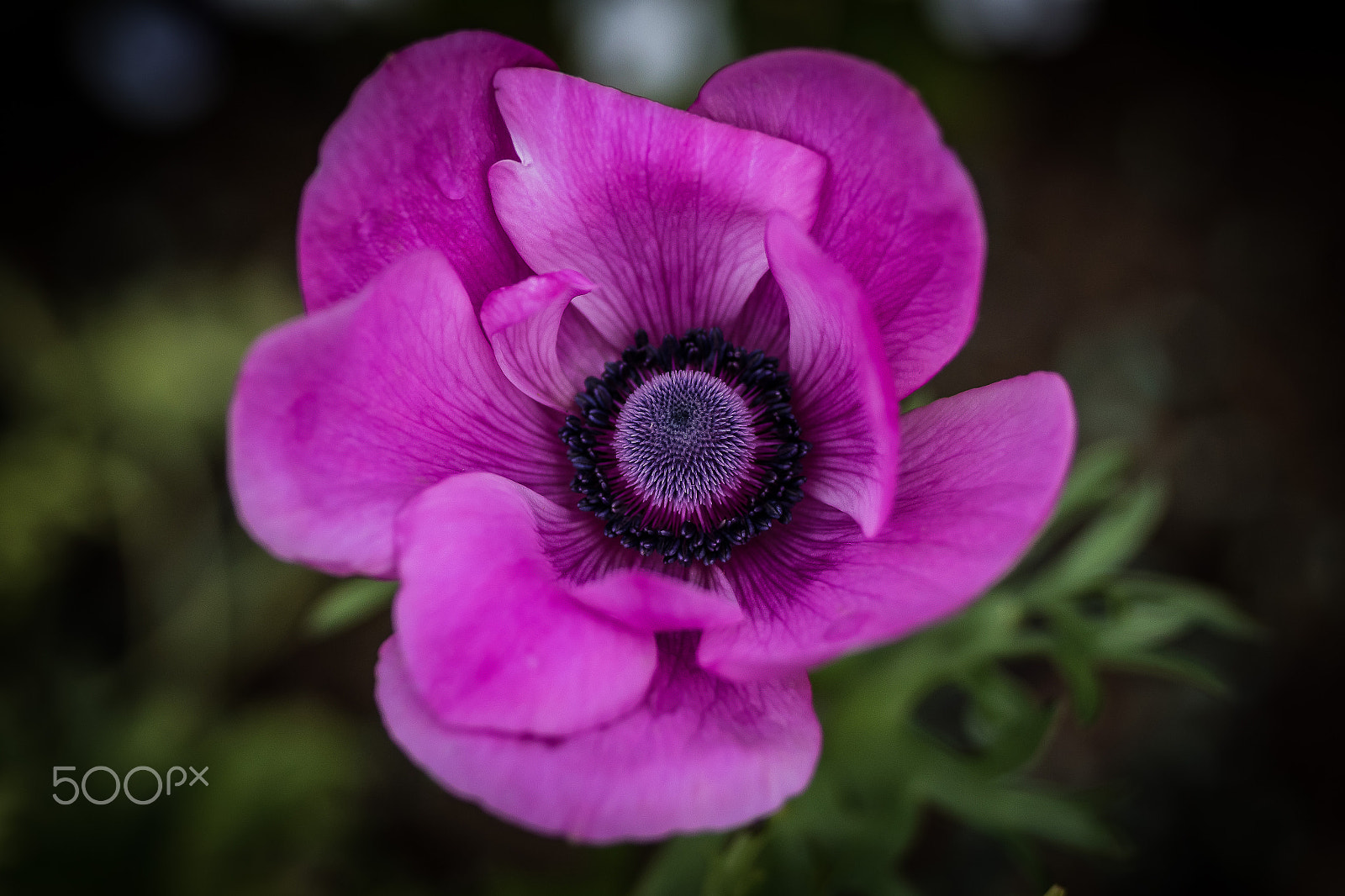 Canon EOS 7D Mark II + Tamron SP AF 90mm F2.8 Di Macro sample photo. Small flower (of ) photography