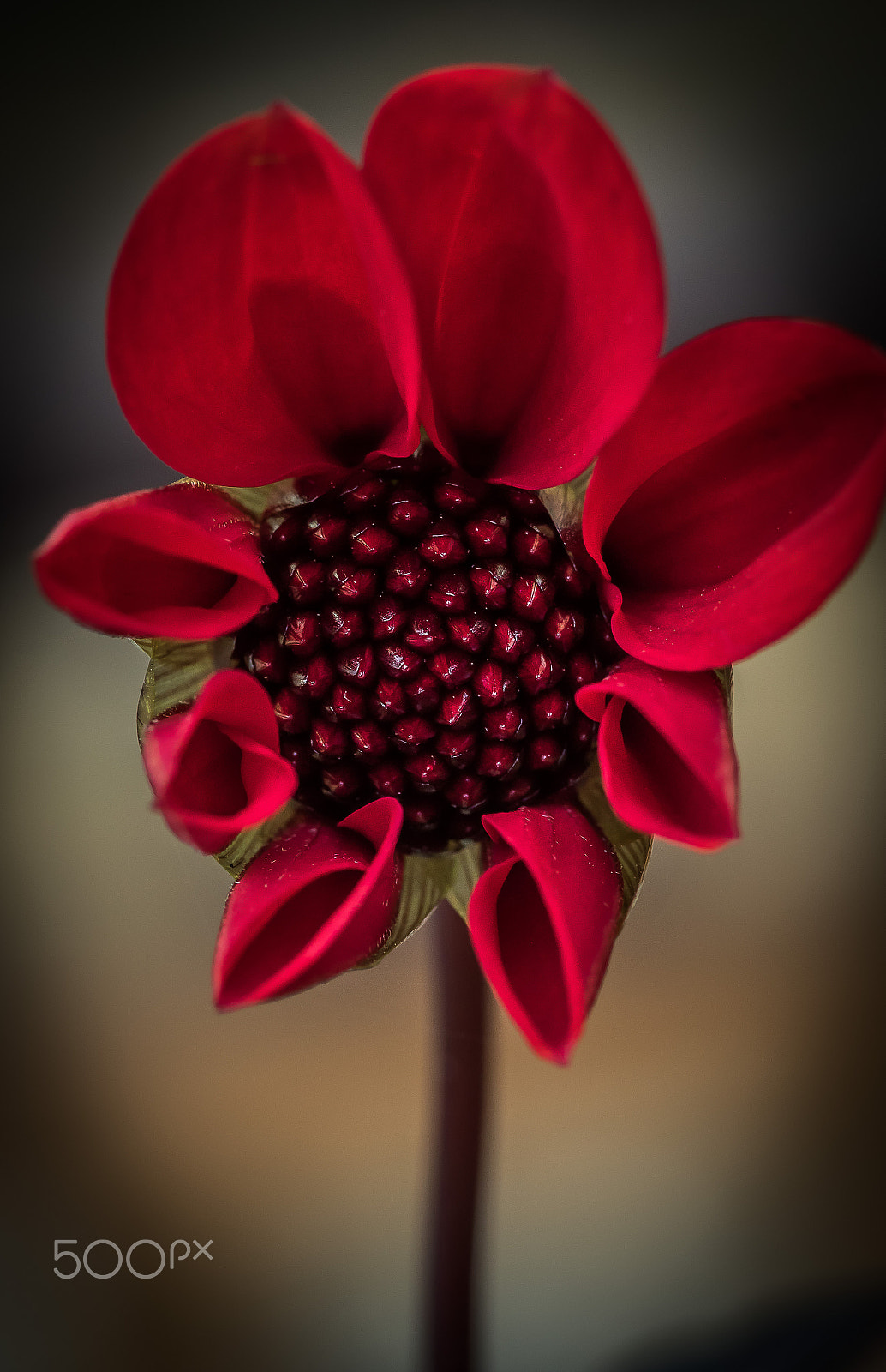 Canon EOS 7D Mark II + Tamron SP AF 90mm F2.8 Di Macro sample photo. Small flower (of ) photography