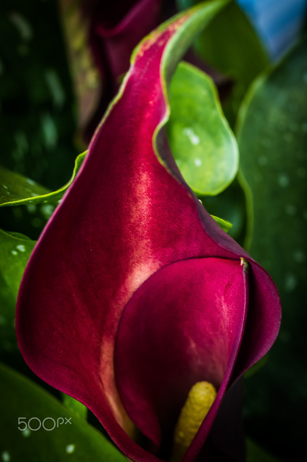 Canon EOS 7D Mark II + Tamron SP AF 90mm F2.8 Di Macro sample photo. Small flower (of ) photography