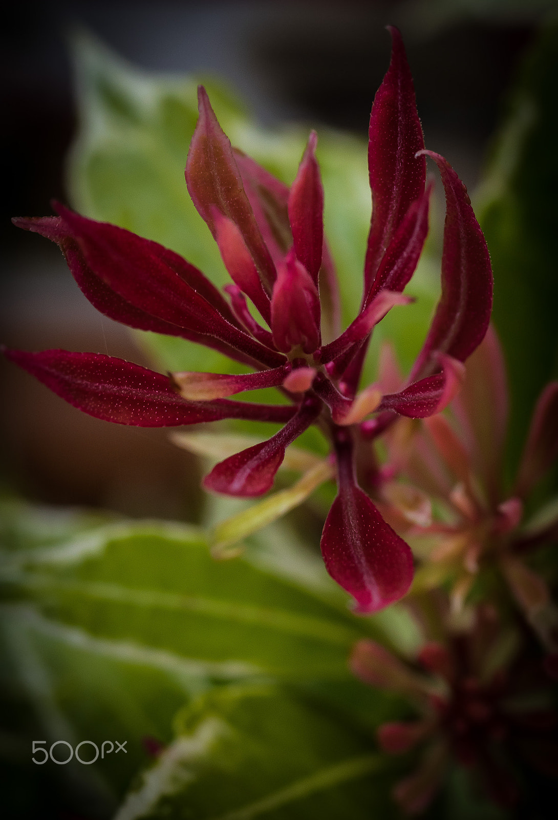 Canon EOS 7D Mark II + Tamron SP AF 90mm F2.8 Di Macro sample photo. Small flower (of ) photography