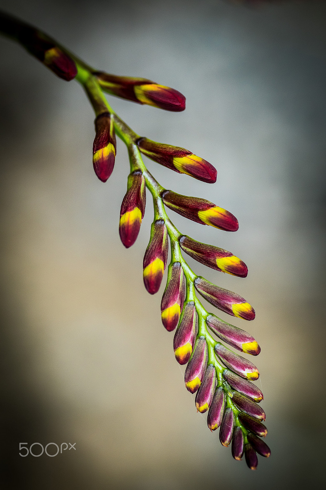 Canon EOS 7D Mark II + Tamron SP AF 90mm F2.8 Di Macro sample photo. Small flower (of ) photography