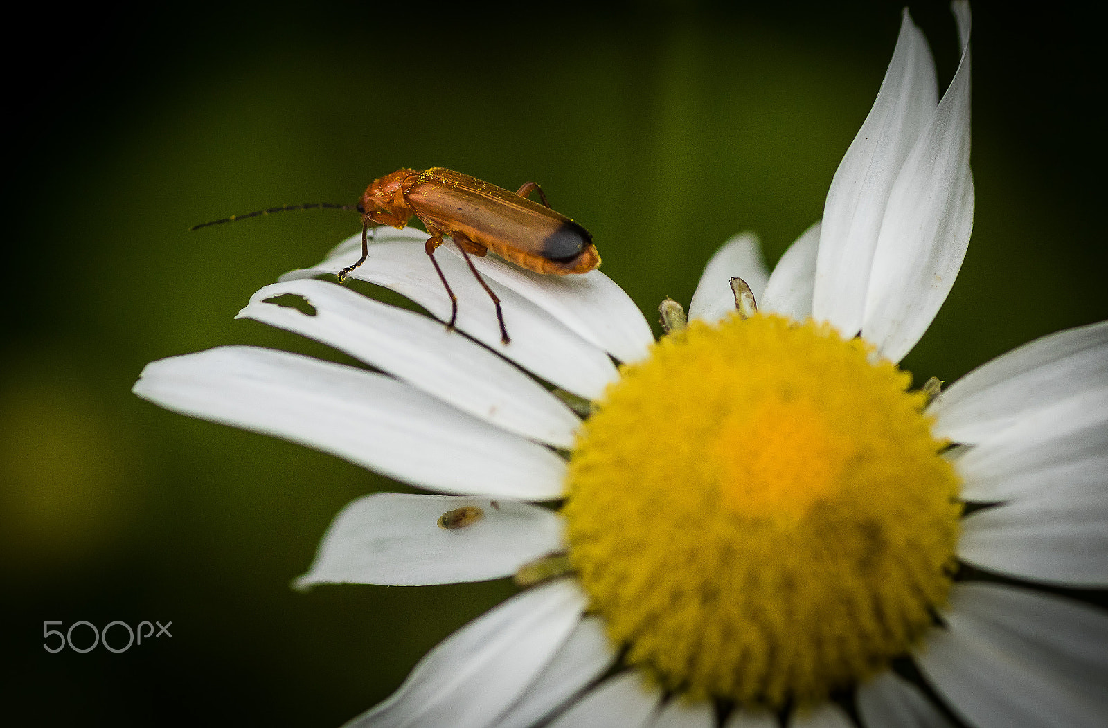 Canon EOS 7D Mark II + Tamron SP AF 90mm F2.8 Di Macro sample photo. Small flower (of ) photography