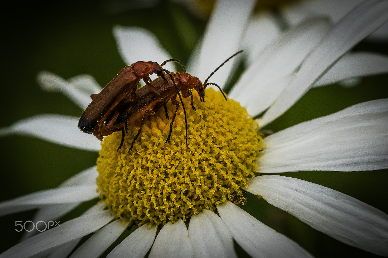 Canon EOS 7D Mark II + Tamron SP AF 90mm F2.8 Di Macro sample photo. Small flower (of ) photography