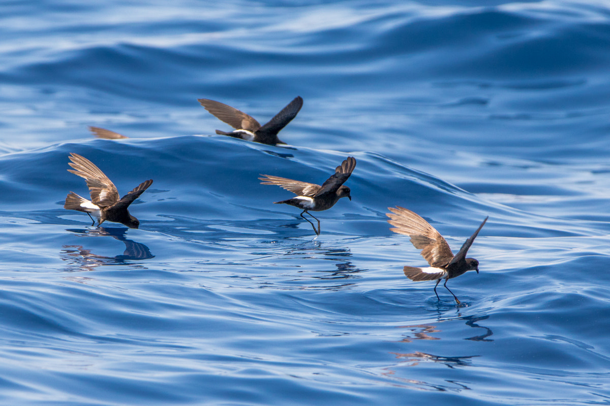 Canon EF 200-400mm F4L IS USM Extender 1.4x sample photo. Wilson's storm-petrel photography