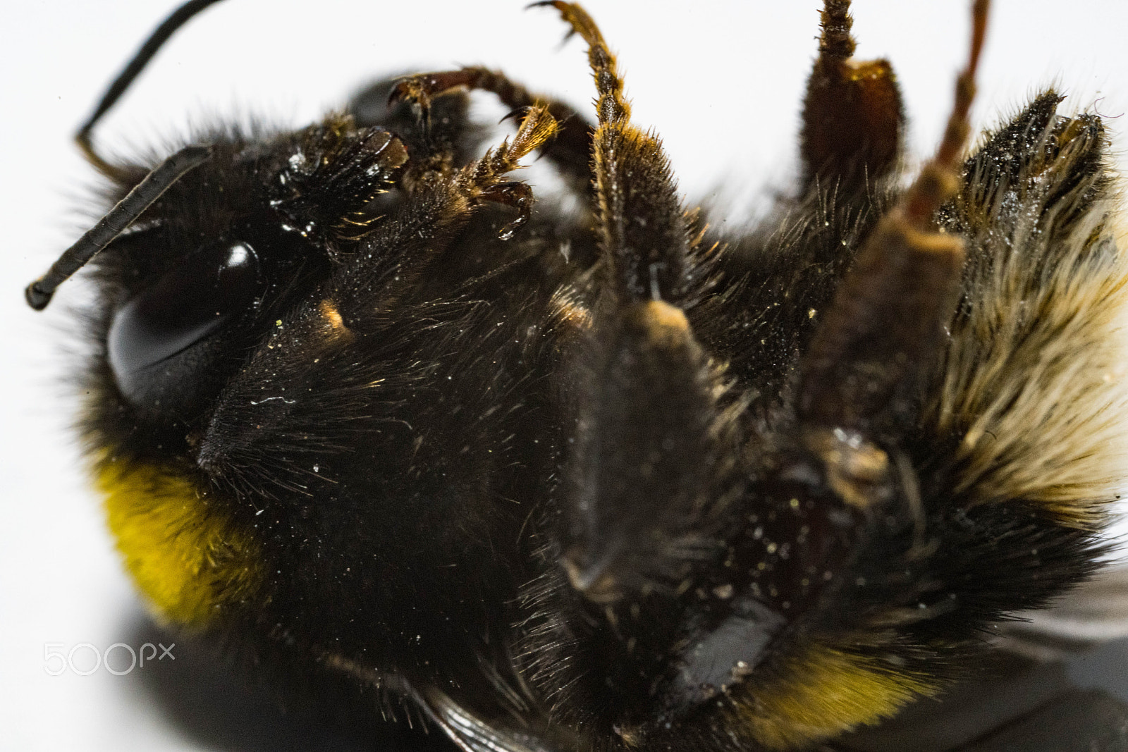 Canon MP-E 65mm F2.5 1-5x Macro Photo sample photo. Bee macros photography