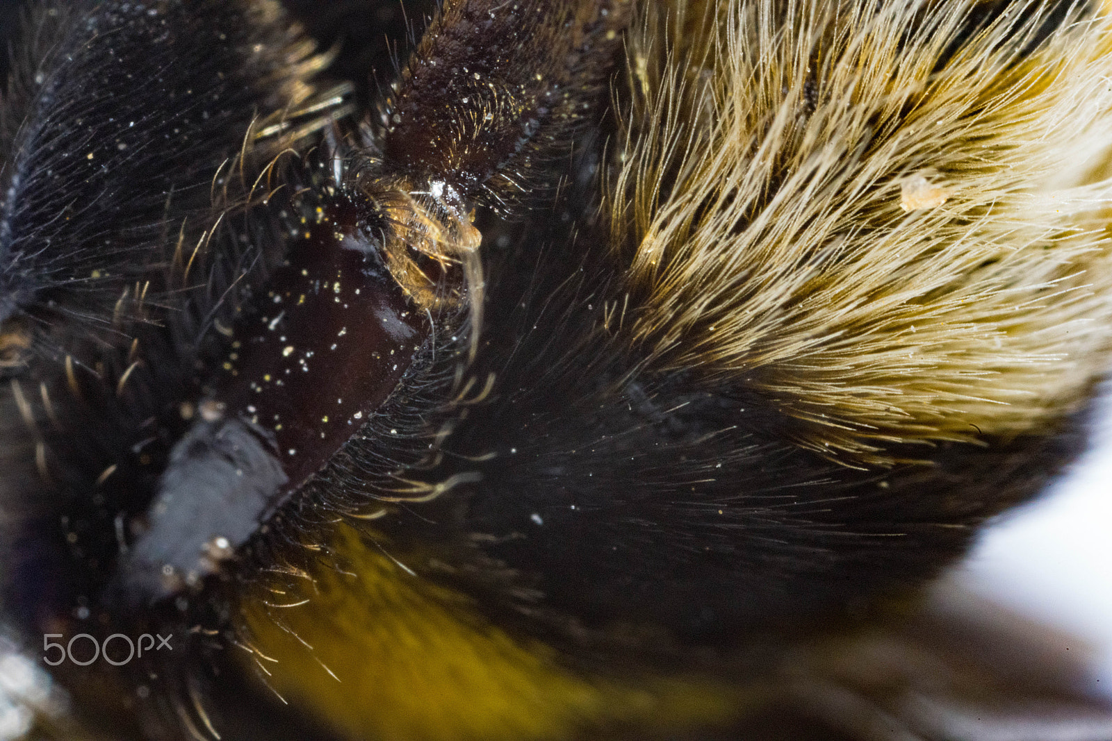 Canon MP-E 65mm F2.5 1-5x Macro Photo sample photo. Bee macros photography