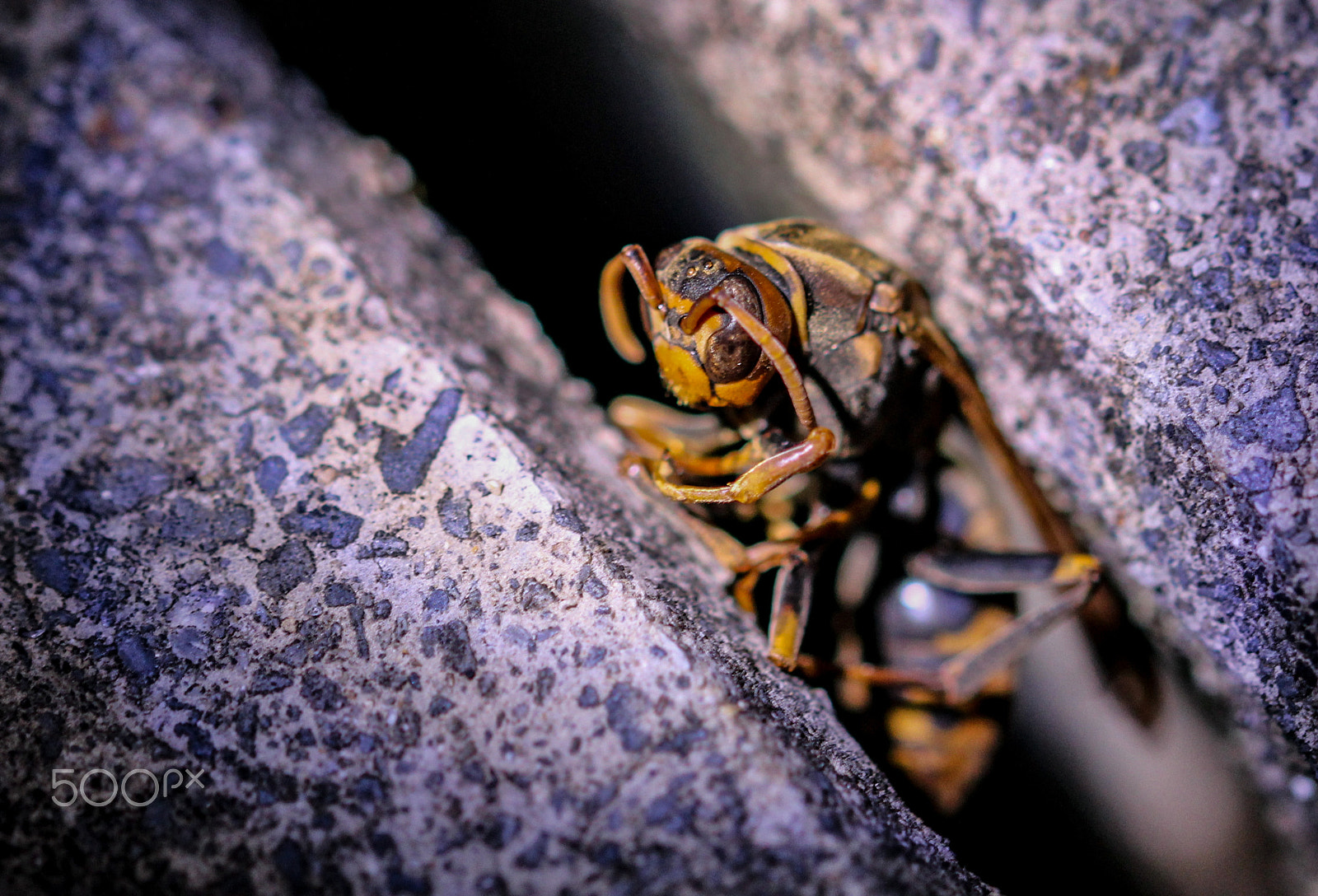 Sigma 105mm F2.8 EX DG OS HSM sample photo. Entombed photography