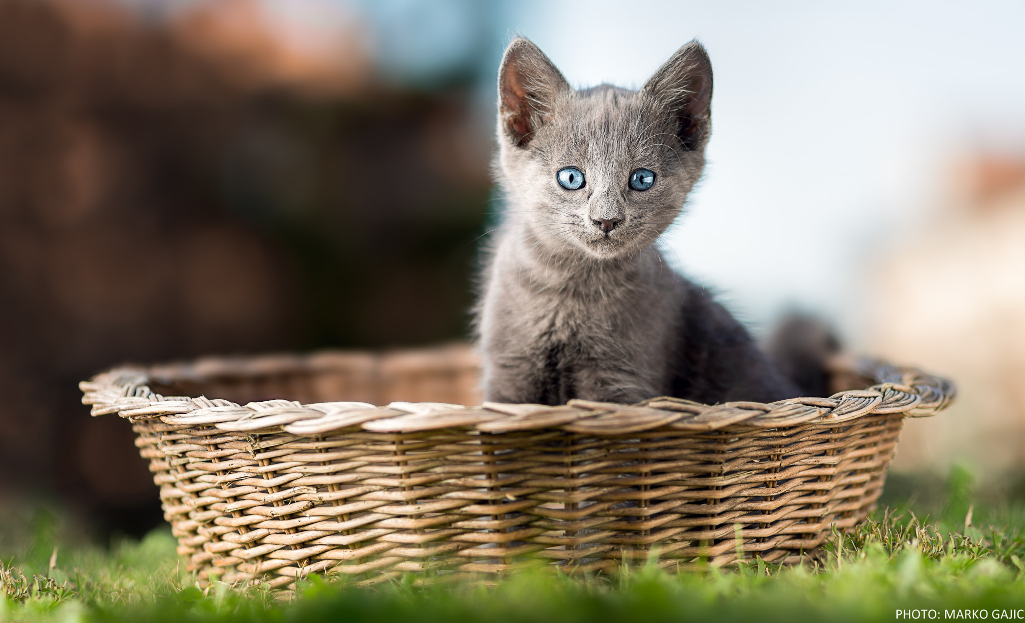 Nikon D7200 + Sigma 85mm F1.4 EX DG HSM sample photo. Kitten photography